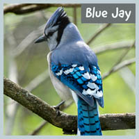Blue Jay
